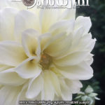 ഹംസധ്വനി ജൂ​ണ്‍ 2018