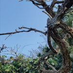 ഹംസധ്വനി മാര്‍ച്ച് 2020