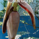 ഹംസധ്വനി മെയ്  2018