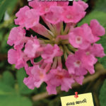 ഹംസധ്വനി നവംബര്‍ 2020